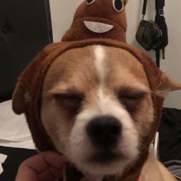 Meet your Posher, Lilli - Picture 1 of 1